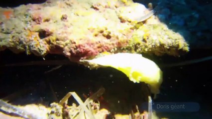 Plongée Cyana - Epave du "Michel C"