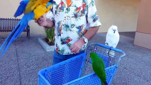 Old man flip birds in his hands