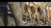 Lions Documentary: Lions, Hyenas, Elephants Real Fight ( Animals Documentaries Film)