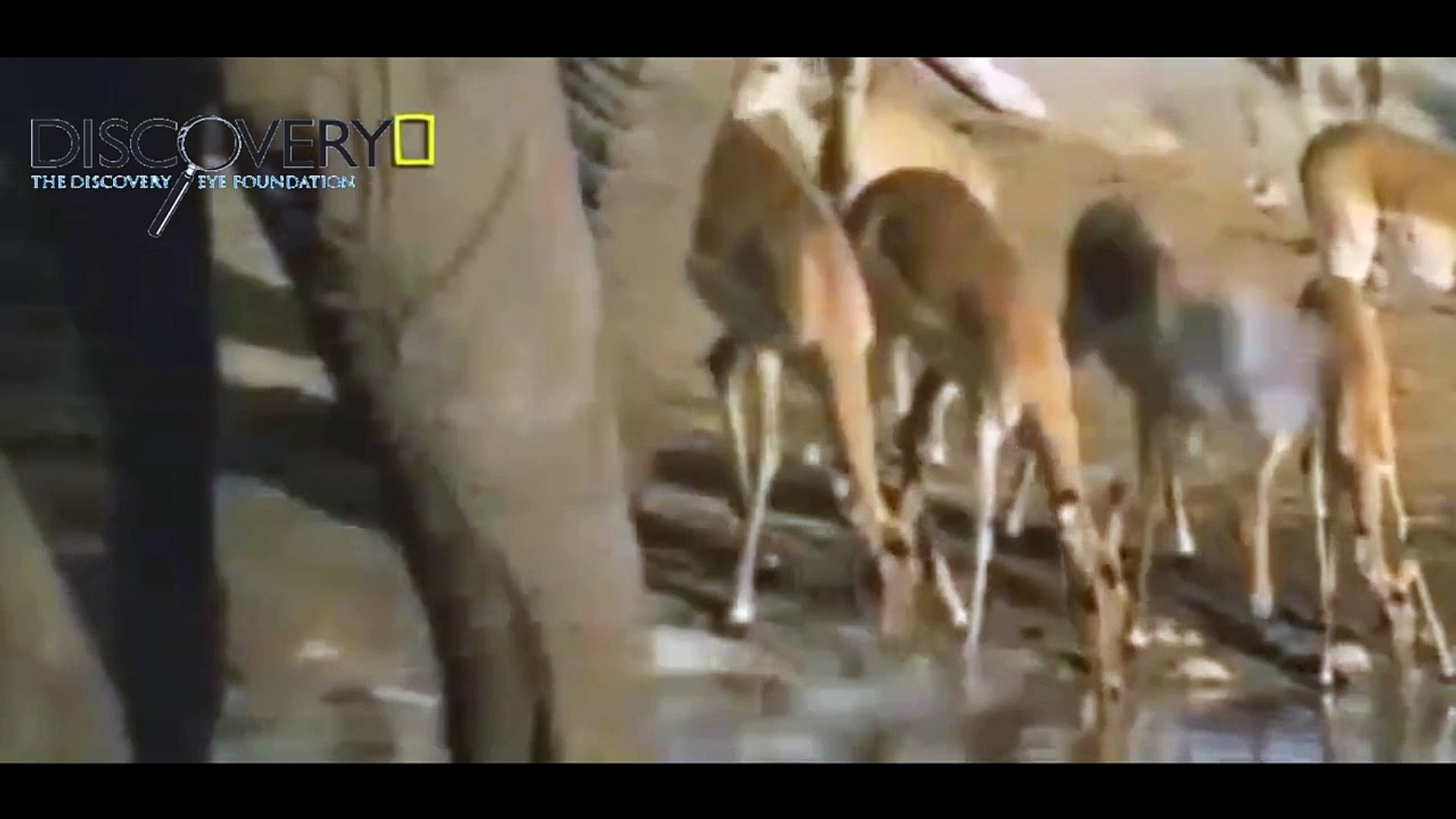 ⁣Lions Documentary: Lions, Hyenas, Elephants Real Fight ( Animals Documentaries Film)