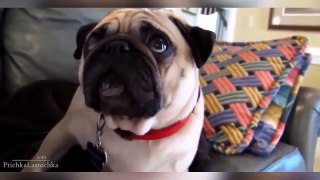 ► BEST FUNNY Dogs and Cats Compilation 2013 2014