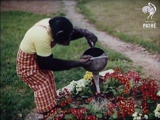 Chimps Taking Over The Home!