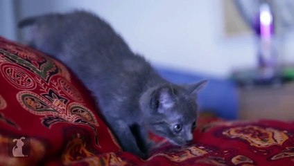 LOL Curious Kitten Sneaks Up On Feather Wand, Falls Off Bed