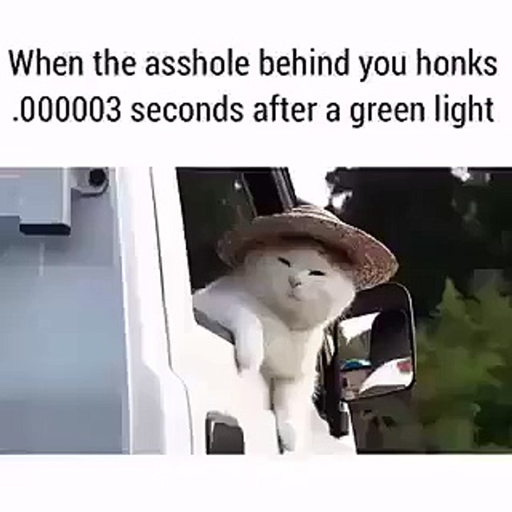 Beautiful Cat