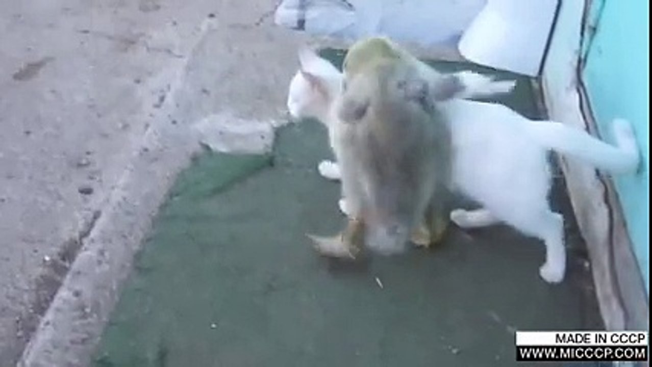 Dock and Cat fighting in Loving mood