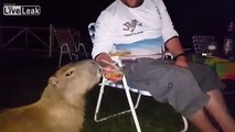 Capybara drinking beer with campers