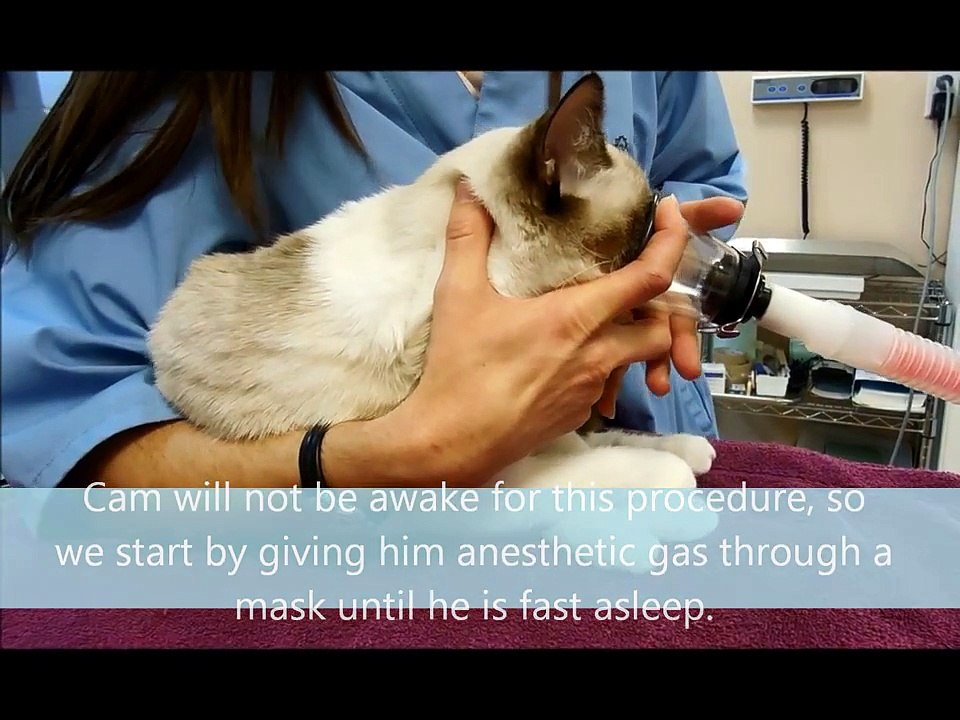 Acadia Veterinary Clinic