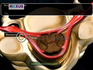 spinal cord function and transmission explained must watch this