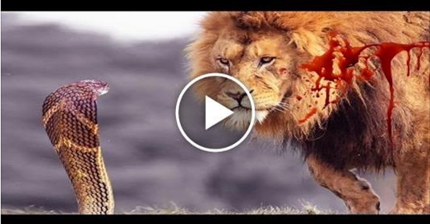 Lion Vs Cobra Dangerous Fight video Dailymotion