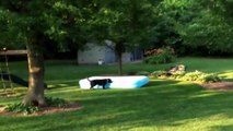 Ce chien se prend pour un tapis volant en embarquant la piscine gonflable