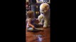 Moment magique entre une petite fille et son chien