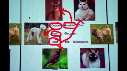 Mobiview Whiteboards for Vet Pathology Teaching 🩺