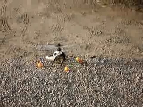 Esky Honey Bee King - Align T-Rex 01