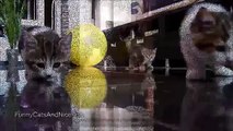 Веселые Котики! Смешное Видео с Кошками