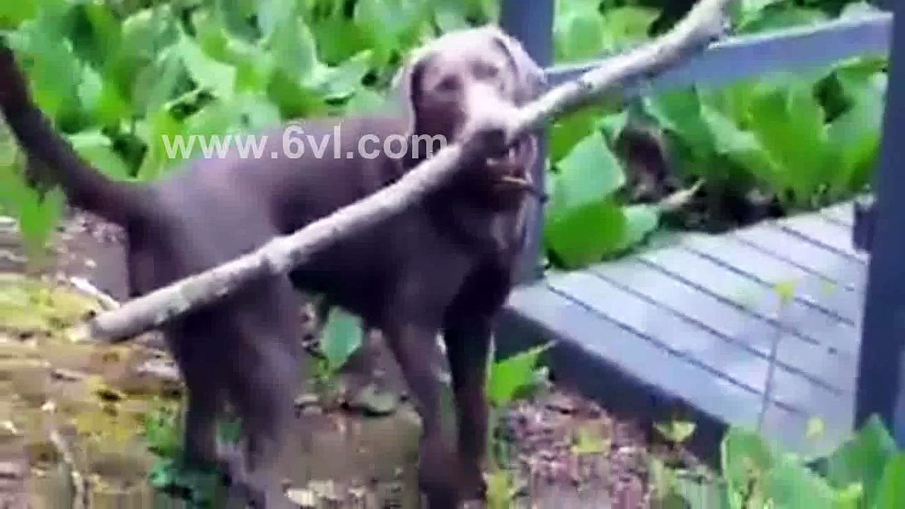 Không nhịn nổi cười voi chu cho =)) cuối cùng cũng xong