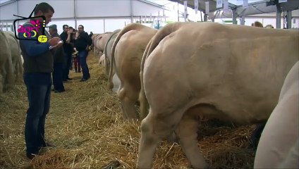 [VIDEO #TE2015] Vente de femelles bouchères