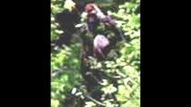 Real Bigfoot Sightings Caught on Camera