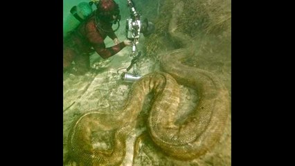 Giant Snake Was Found in Amazon Forest