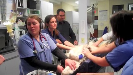 Veterinary Emergency and Specialty Center