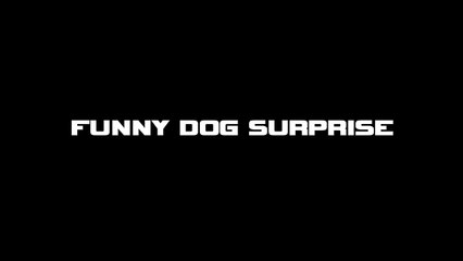 Funny Dog Surprise - See What Will You Notice in This Video