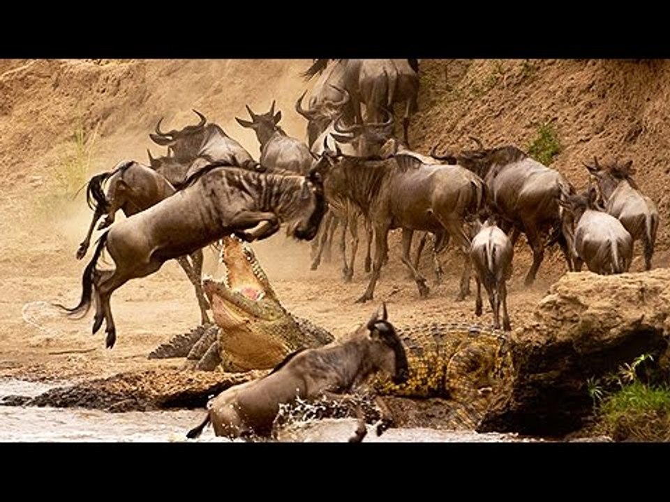 Un Crocodile Contre un Bison