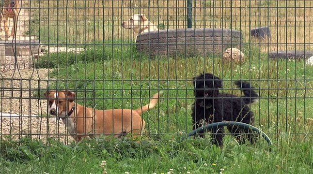 C'est combien d'adopter un chien ou un chat à la SPA ?