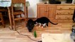 Cats vs Cucumbers : Les chats terrifiés par des concombres