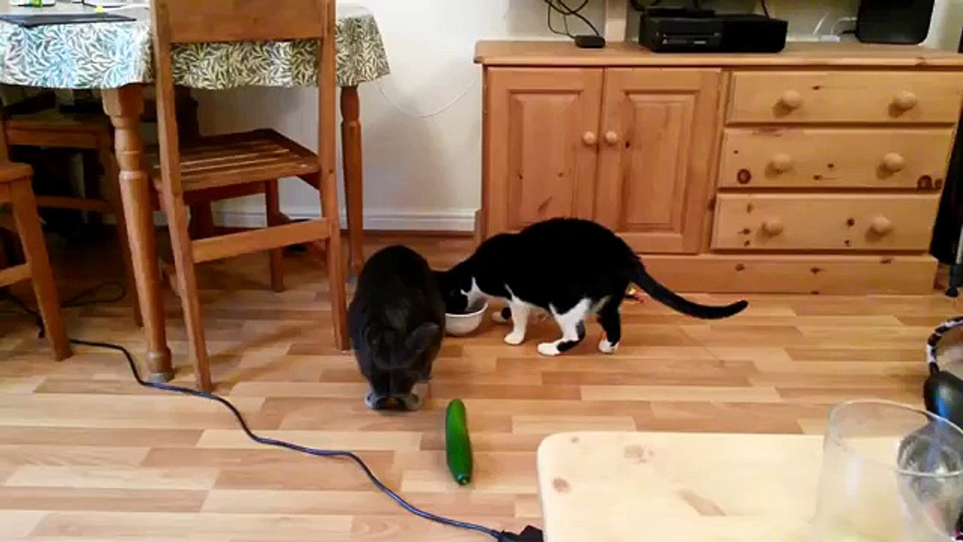 Cats Vs Cucumbers Les Chats Terrifies Par Des Concombres Video Dailymotion
