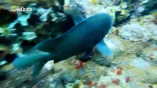 The Deadliest Shark 2015 HD | Wildlife Documentaries