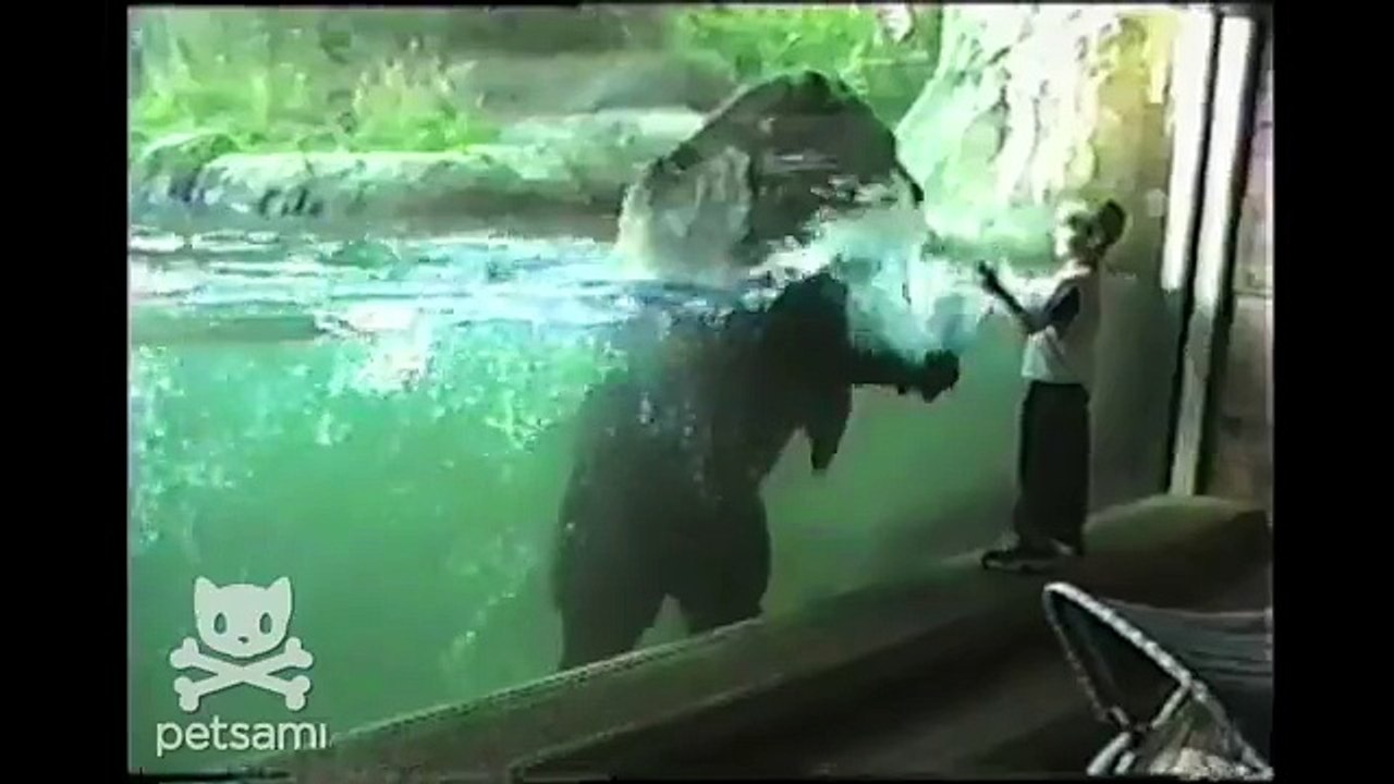 Ce que cet ours fait quand l'enfant se déplace est trop beau et marrant