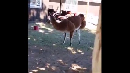 Ninja Lama - Shh, no sudden movements