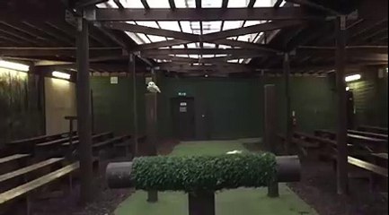 The Beautiful fly of Scottish Owl Must Watch