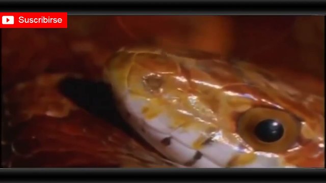 Documentales de Animales ► Serpientes Venenosas Español