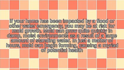 The Dangers of Mold in Your Home