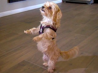 4 Thanksgiving Foods Toxic to Dogs