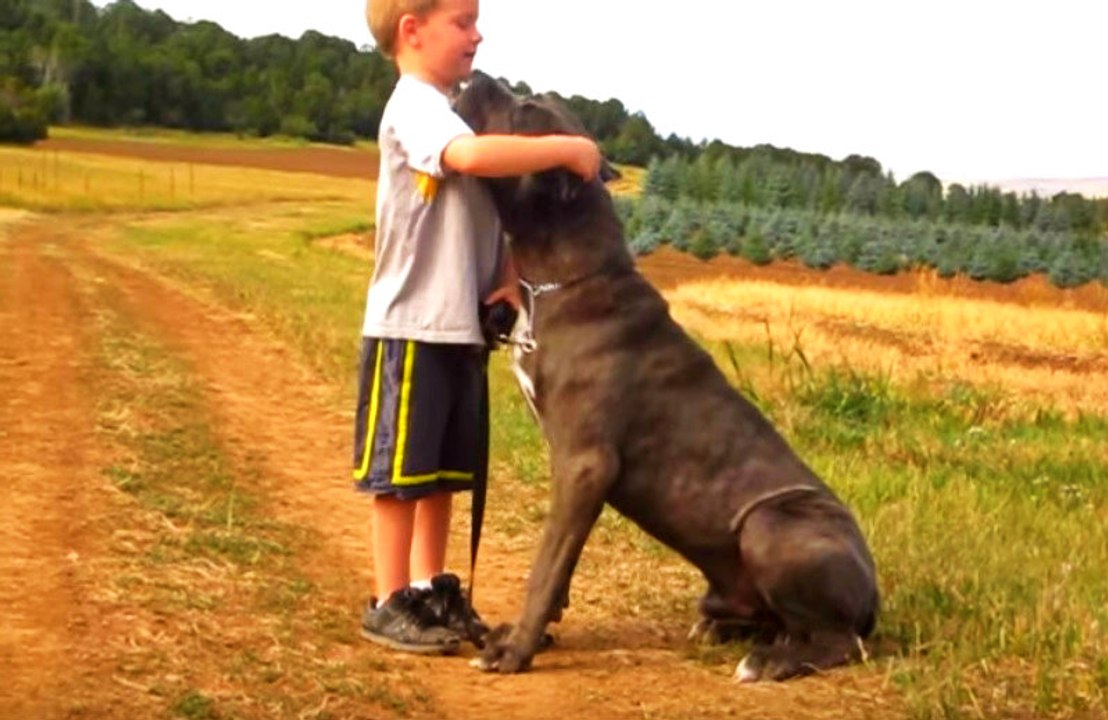 Cane Corso and Kid