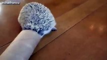 Cute And Funny Hedgehog Videos Compilation 2014 NEW