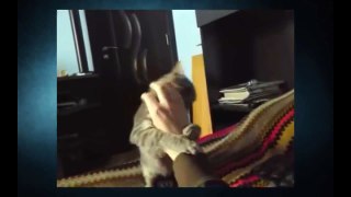 Funny Cats Video Funny Cat Videos Ever Funny Videos Compilation 2015