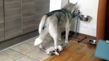 un chiot husky embete sa mere