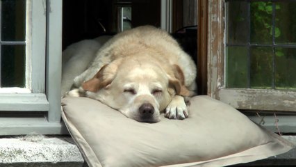 Le chien le plus connu de Belgique dort chaque jour à sa fenetre