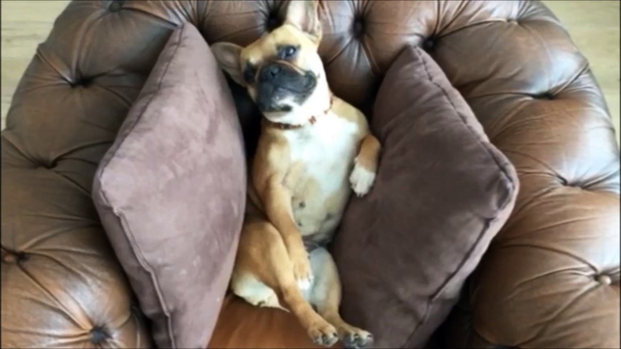 French Bully Lustig comedy französische Bulldogge Lachen Spaß unterhaltung