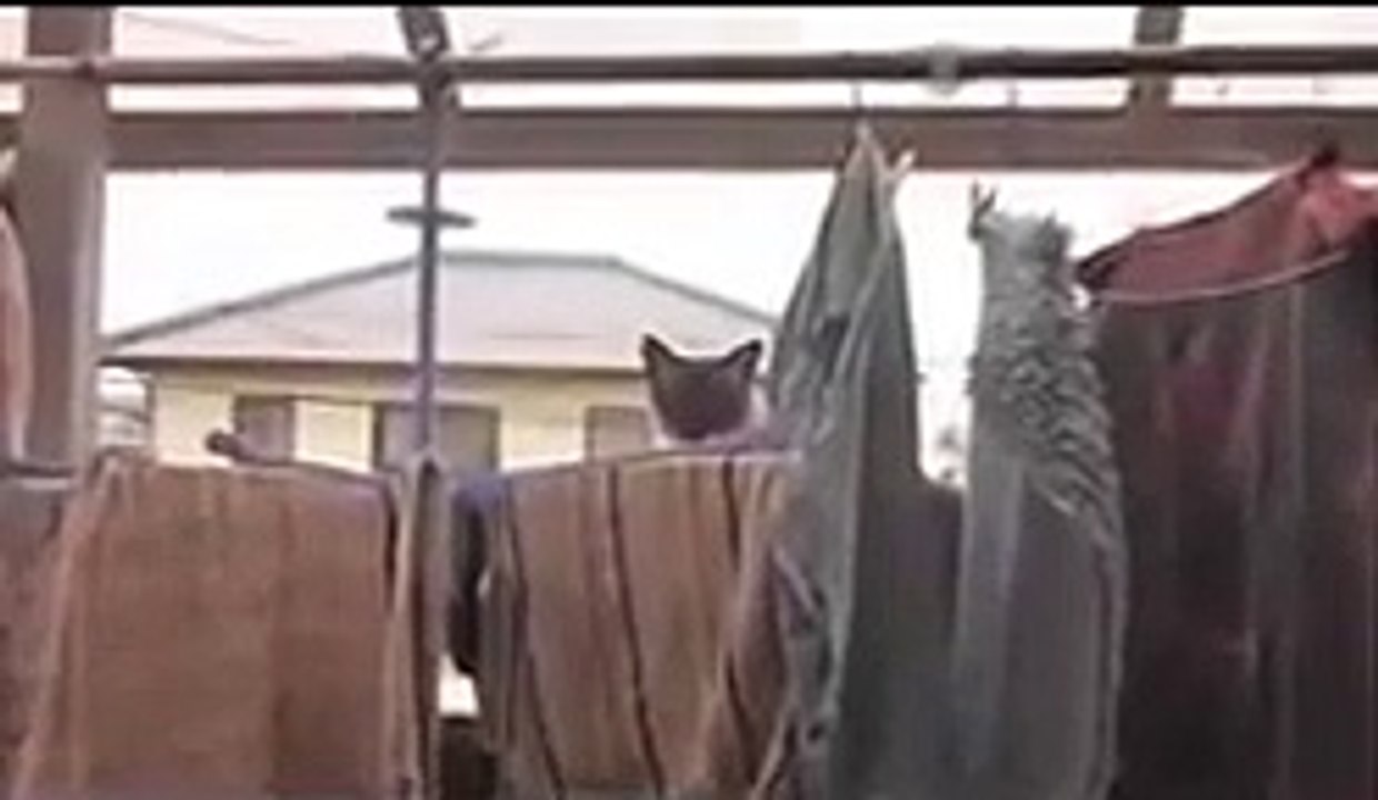 Cat Jump Fail with Music: Sail by AWOLNATION