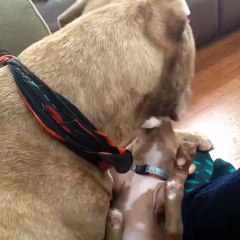 Fifty The Two-Legged Pit Bull Gets A Foster Puppy And Their Love Is Incredible