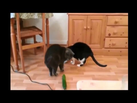 Опасные огурцы !кошки в шоке !