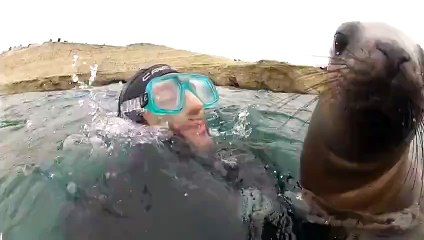 Otaries affectueuses - vidéo Dailymotion