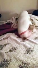 Cachorro fica muito feliz ao deitar em cama pela primeira vez!