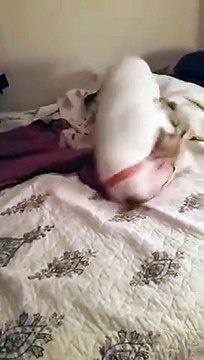 Cachorro fica muito feliz ao deitar em cama pela primeira vez!