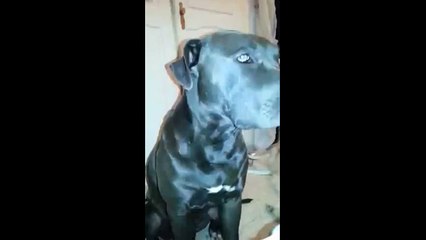 Lazy dog can't stop falling asleep