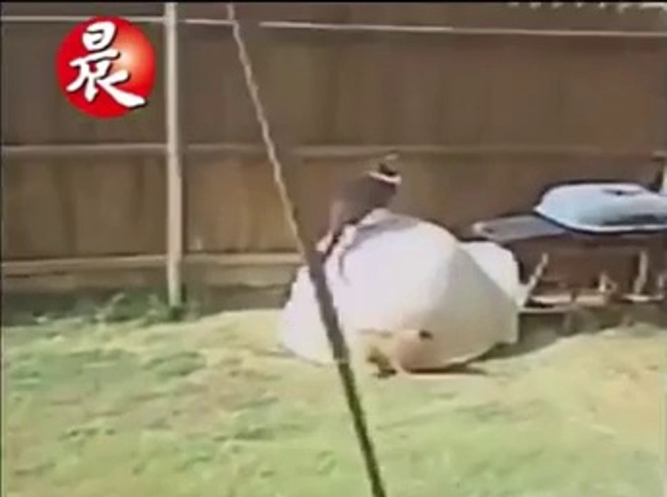 Dog and Cat Fight Funny Clip