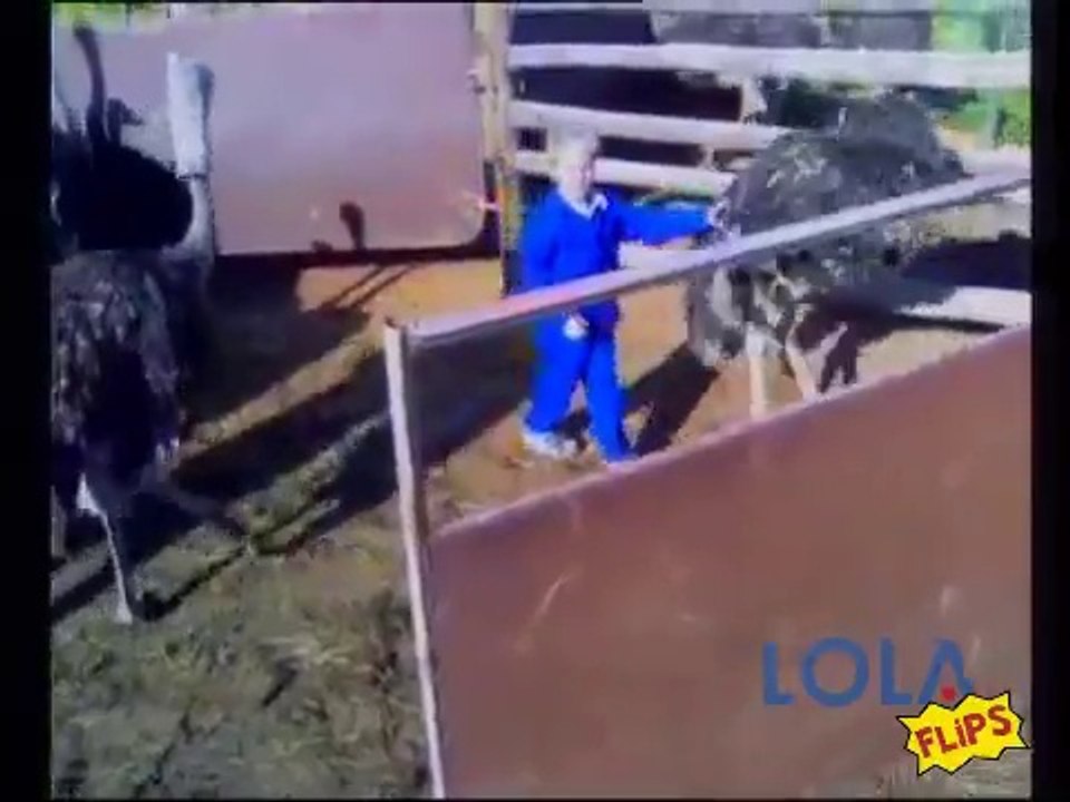 Don't Mess With The Ostrich!